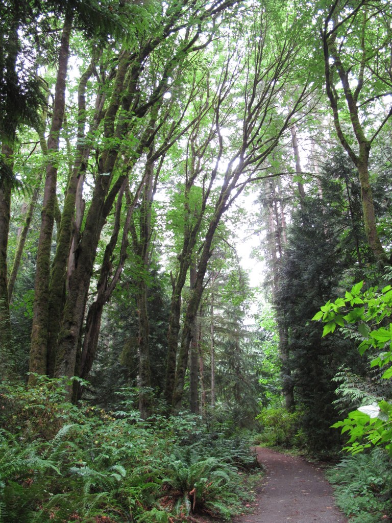 A mossy forest path through ferns and trees in Bridle Trails, Bellevue